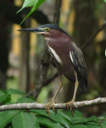 GreenHeron