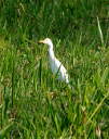 Cattle Egret