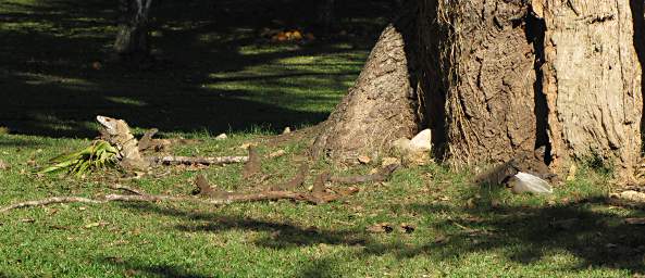 Iguanas