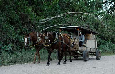 Horse Cart