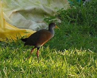 Grey Necked Wood Rail