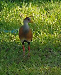 Grey Necked Wood Rail