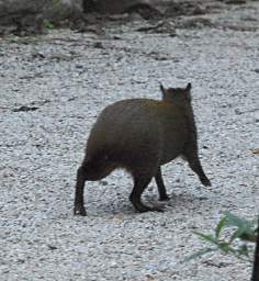 Agouti