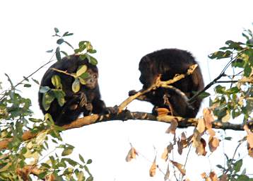 Black Howler Monkeys