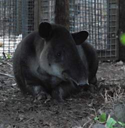 Tapir