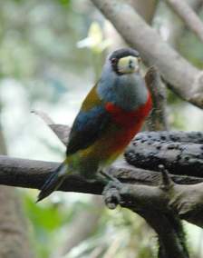 Toucan Barbet