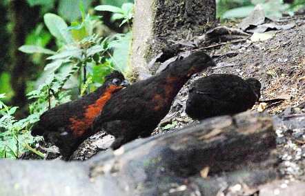 Dark-Backed Wood Quail