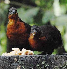 Dark-Backed Wood Quail