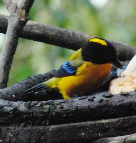 Black-Chinned Mountain Tanager