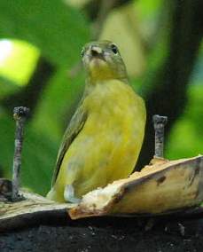 Thick-Billed Euphonia (Female)