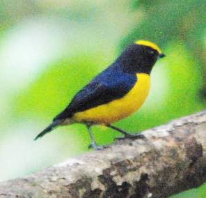 Orange-Bellied Euphonia