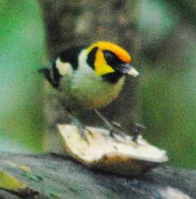 Flame-Faced Tanager