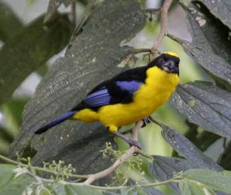 Blue-Winged Mountain Tanager