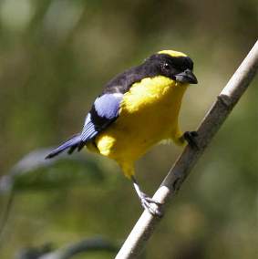 Blue-Winged Mountain Tanager