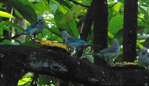 Blue-Grey Tanager