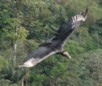 Black Vulture