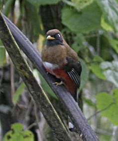 Masked Trogon