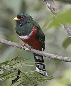 Masked Trogon