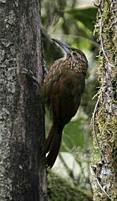 Montane Woodcreeper