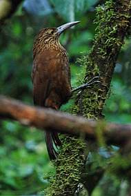 Montane Woodcreeper