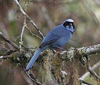 Turquoise Jay