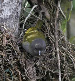 Dusky Bush Tanager