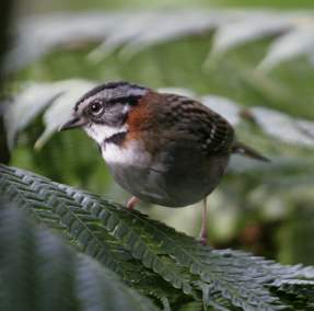 Rufous Collared Sparrow