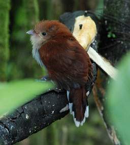 Squirrel Cuckoo (Juvenile)