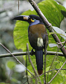 Plate-Billed Mountain Toucan