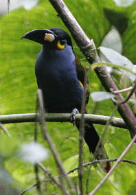 Plate-Billed Mountain Toucan