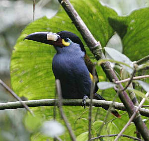 Plate-Billed Mountain Toucan