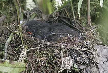 Scaled Antpitta Babies