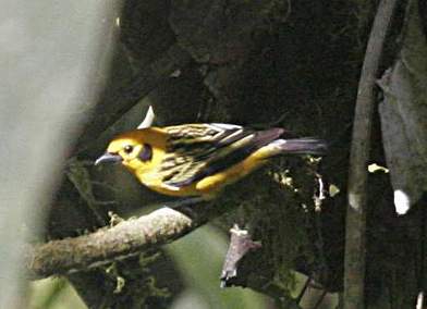 Golden Tanager