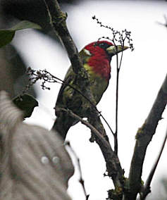 Red-Headed Barbet