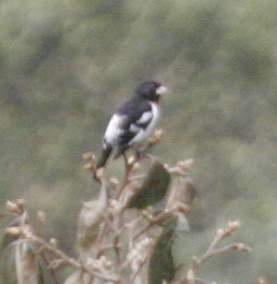 Rose Breasted Grosbeak?