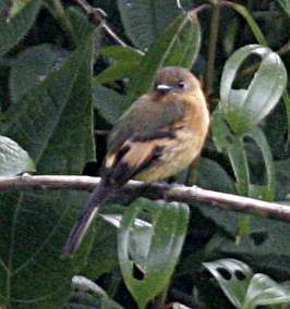 Cinnamon Flycatcher