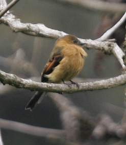 Cinnamon Flycatcher