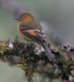 Cinnamon Flycatcher