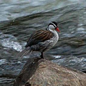 Torrunt Duck