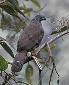 Andean Guan