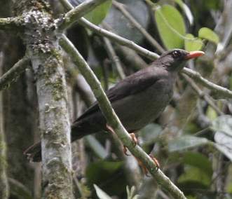 Glossy Backed Thrush