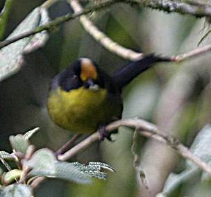 Yellow-Breasted Brush Finch