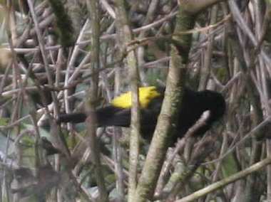 Yellow-Rumped Cacique