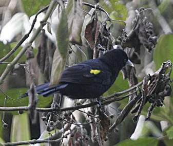 Yellow-Rumped Cacique