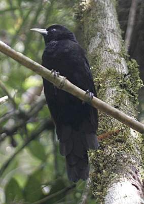 Yellow-Rumped Cacique