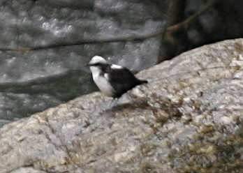 White-Capped Dipper