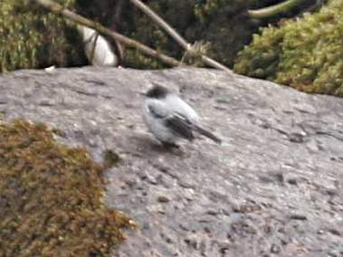 Torrent Tyrannulet