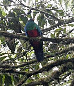 Golden-Headed Quetzal