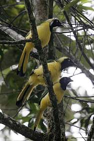 Green Jay