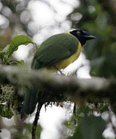 Green Jay